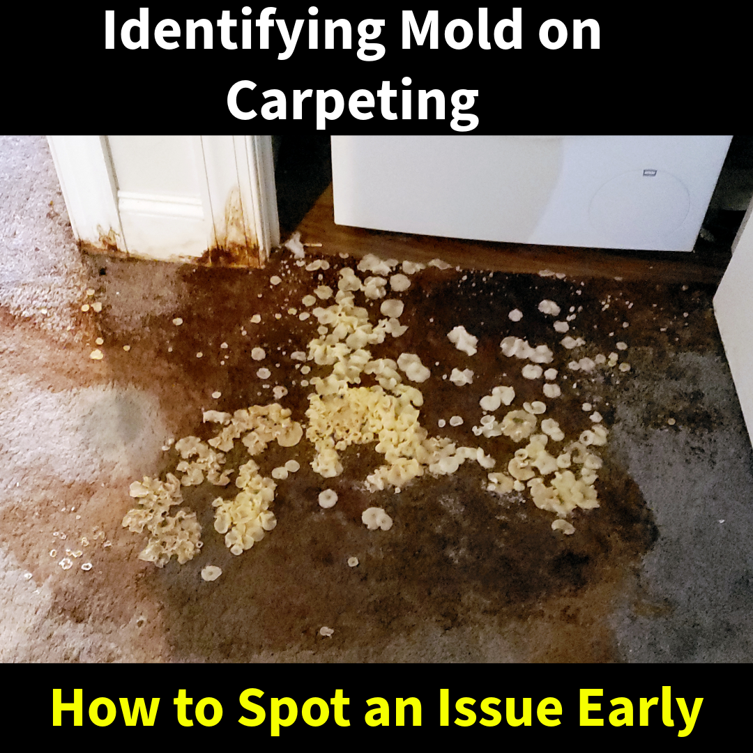 Identifying Mold on Carpeting